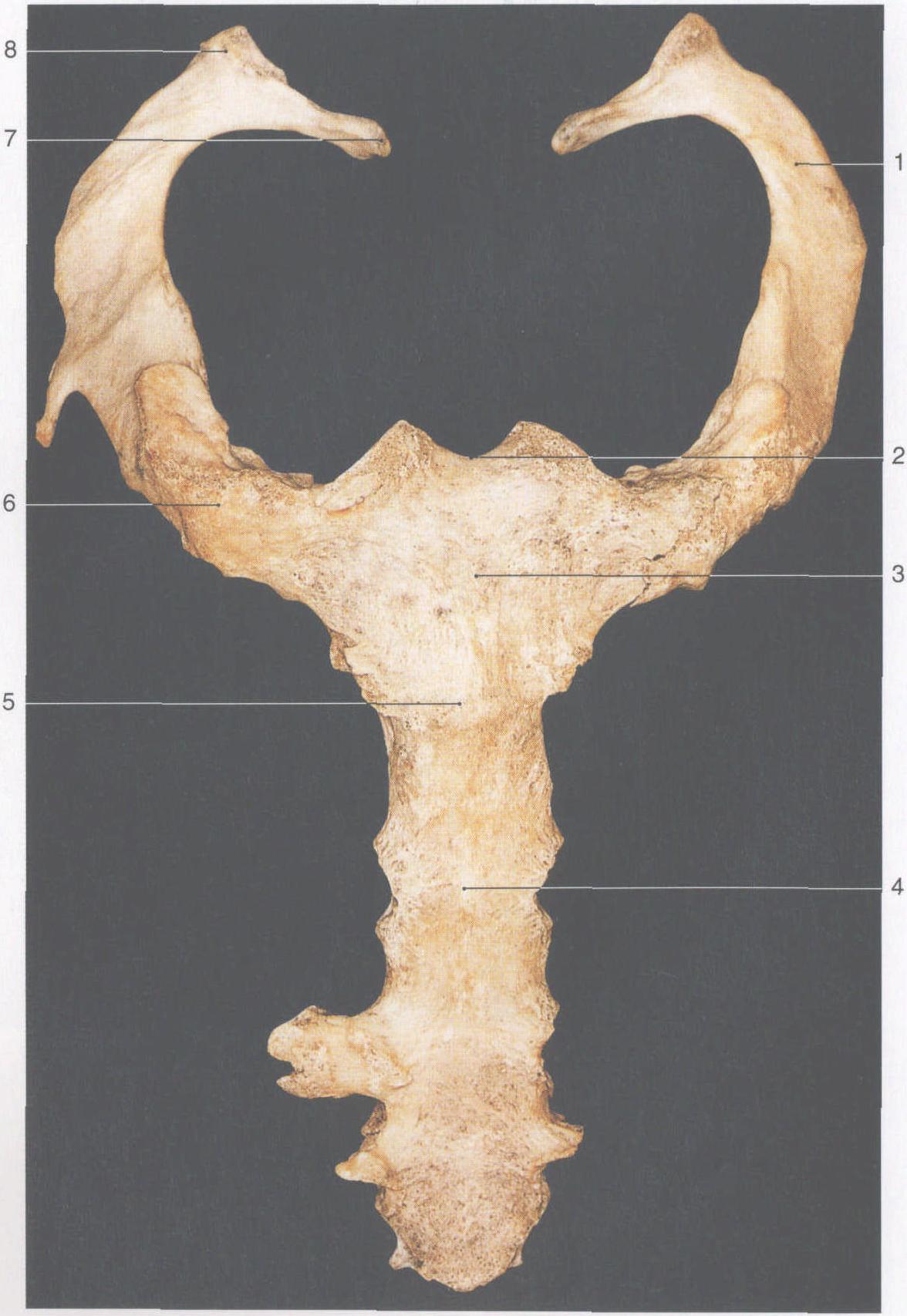 294. 第一肋与胸骨柄骨性结合
